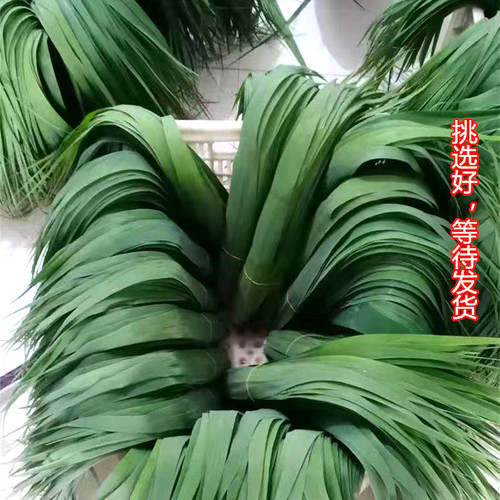 【精品100片】特大号 粽叶新鲜粽子叶芦苇叶端午包粽子专用粽子叶 - 图3