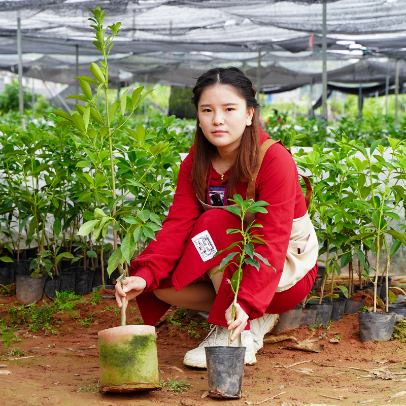 八角苗嫁接八角树苗广西大红八角矮化高产罗马八角苗茴香大料树苗 - 图0