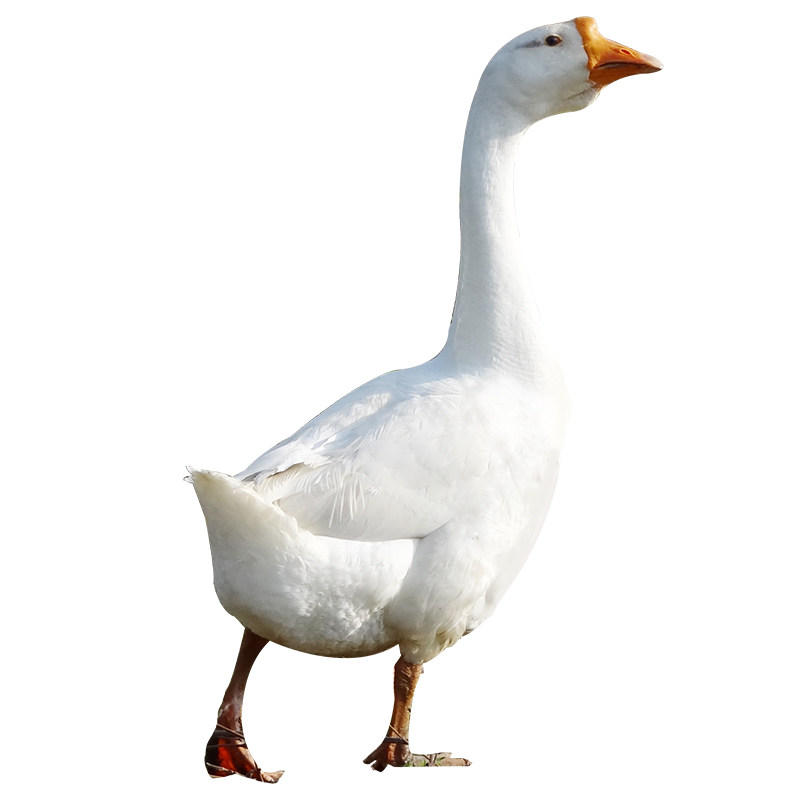 苏北农家散养带包老鹅大白鹅草鹅土鹅肉现杀新鲜笨老鹅铁锅炖大鹅,淘宝优惠券,粉丝福利购,淘宝优惠卷