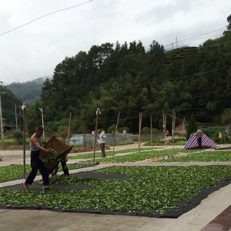 漳平水仙茶叶茶饼乌龙茶特级浓香型500g兰花香2024春茶评奖茶新茶 - 图1