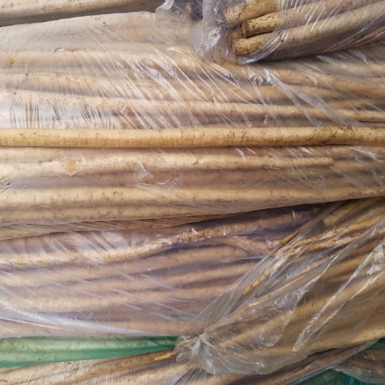山东新鲜现挖5斤黄金牛蒡牛蒡根牛膀片牛榜牛蒡新鲜野生黄金牛膀高清大图