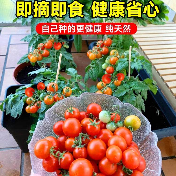 蔬菜种子四季播盆栽阳台庭院香菜生菜菠菜萝卜葱简单易种籽孑大全
