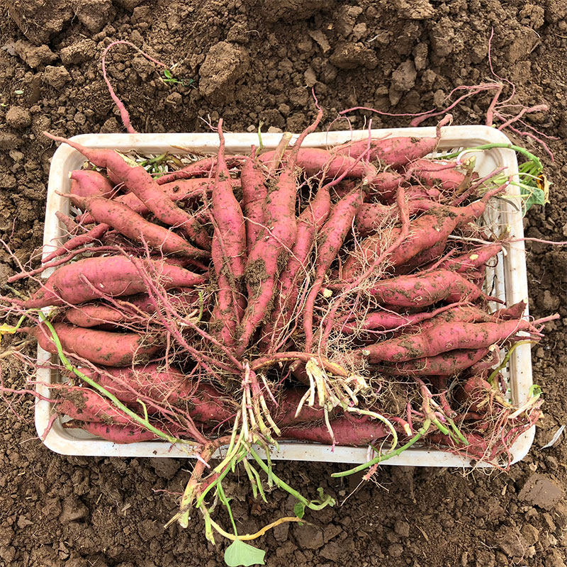 板栗陕西农家自种沙地新鲜红薯 陆鲜生番薯