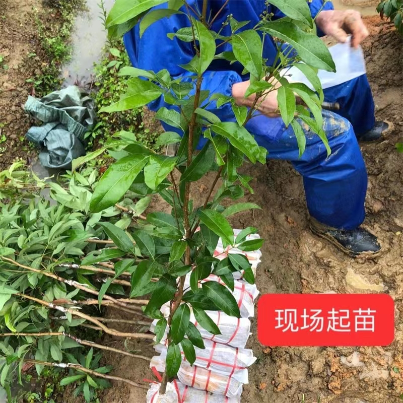 新品种海南荔枝王苗火山岩荔枝王无核荔枝果树苗桂味荔枝树苗带土-图2