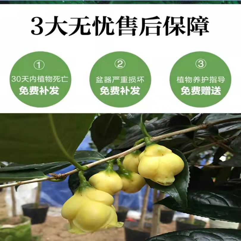 防城金花茶树苗金茶花盆栽苗可欣赏食用黄色花室内外四季花卉绿植 - 图1