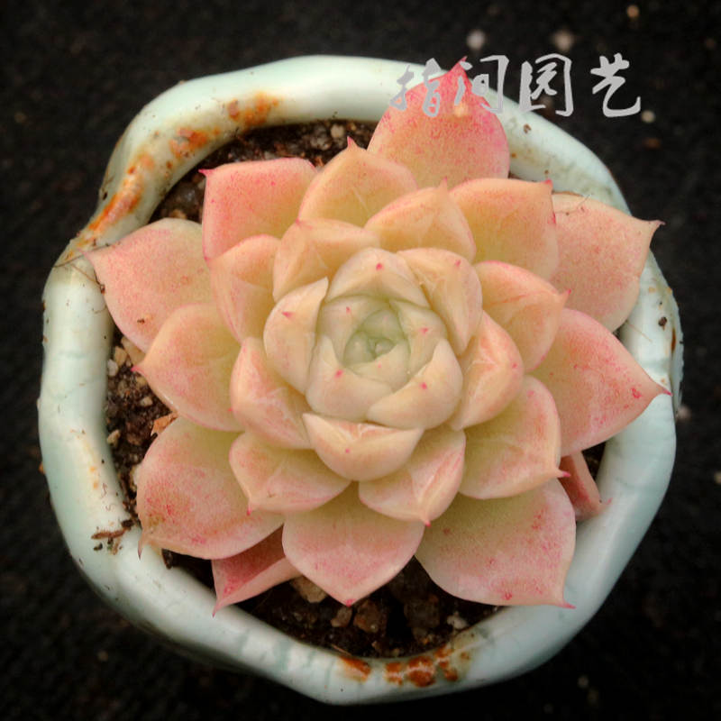正版白女王颜如玉多肉植物冰雪女王室内阳台组合盆栽指间园艺-图1