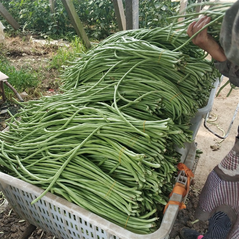 豇豆新鲜 长豆角新鲜包邮农家自种当季现摘时令蔬菜5斤腌制嫩豆角 - 图1