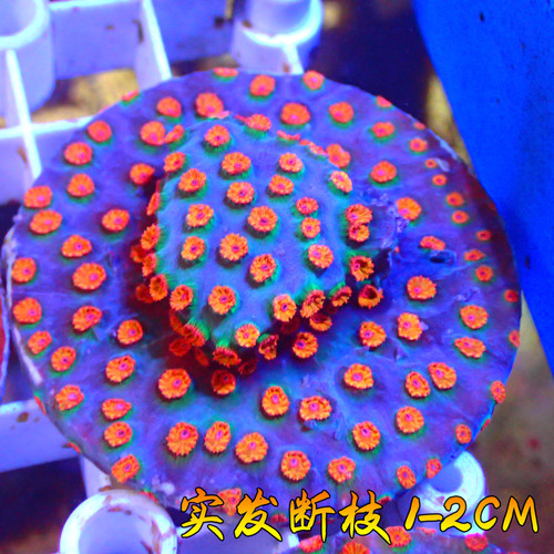 恶魔糖森林大火马提花皇家提灯红花豆丁M属微孔人工繁殖瓦片珊瑚 - 图0