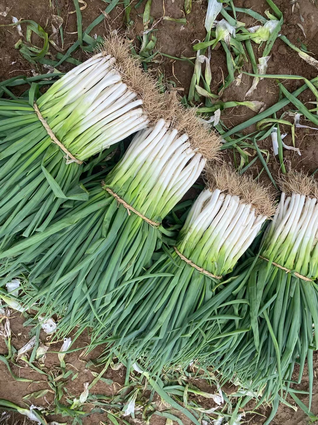 分葱新鲜蔬菜河南大葱新鲜分葱白甜蘸酱葱非小香葱苗带根现挖现发 - 图3