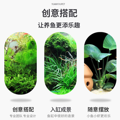 鱼缸活体真水草植物造景套餐组合阴性增氧趴地矮珍珠懒人水榕沉木-图2