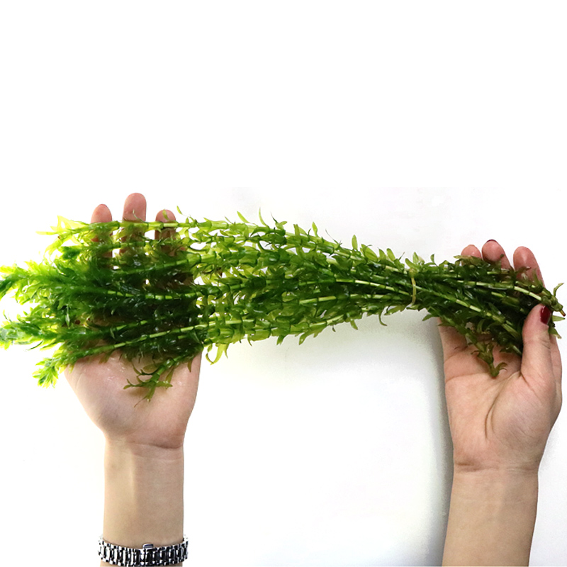 鱼缸造景后景真水草活体蜈蚣草缸装饰金鱼藻类植物懒人新手有茎类-图0