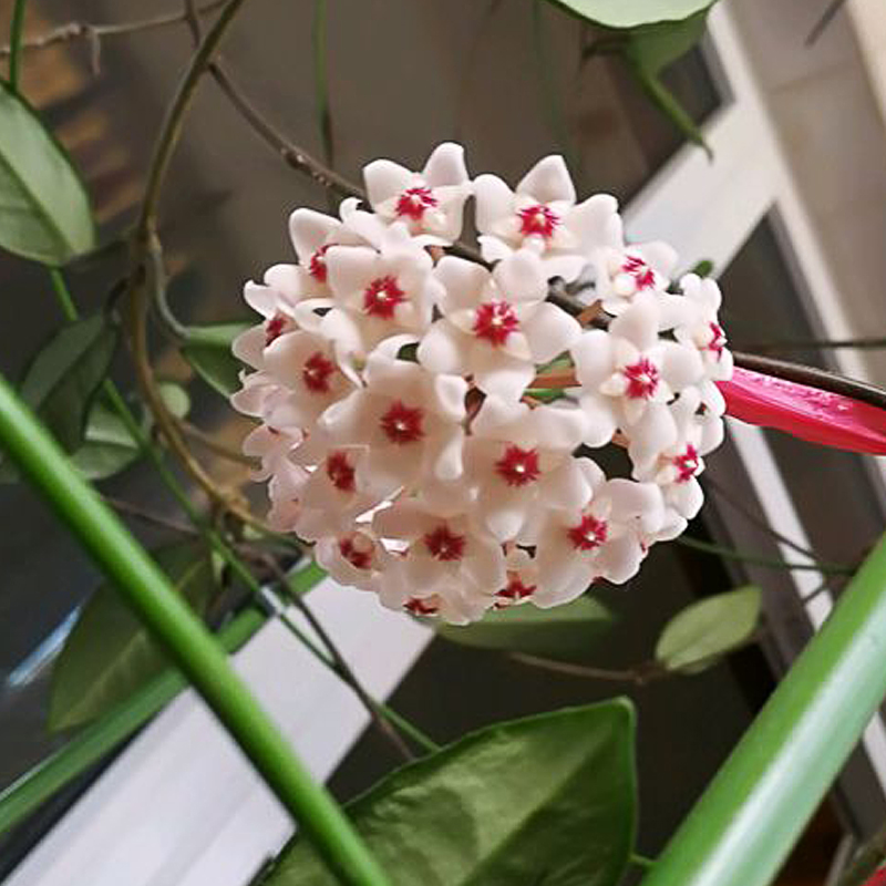 江楠枫 开花的球型爬藤垂吊兰植物花艺绿植阳台兰花室内花卉盆栽