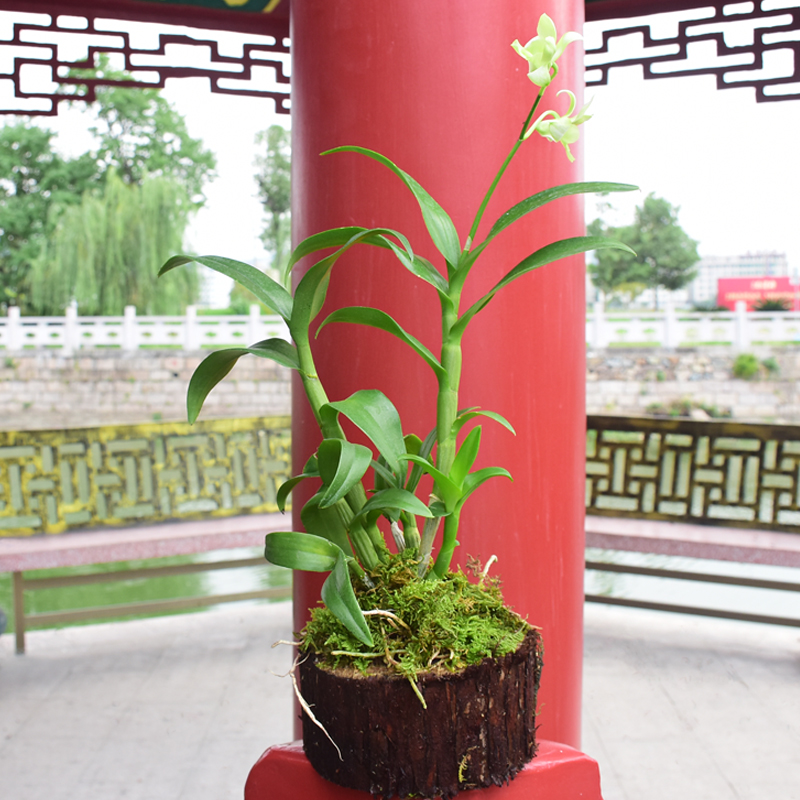 江楠枫 踏雪寻梅石斛树桩铁皮石斛苗办公室内绿植小植物球兰盆栽