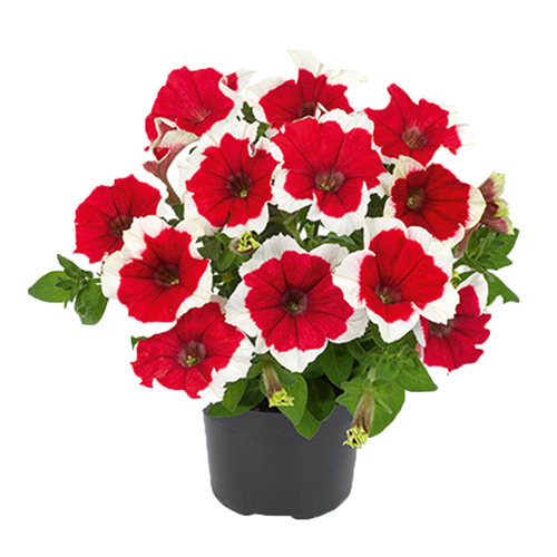 1株直立矮牵牛种苗阳台庭院室内外爆花盆栽易种活花苗冬季 - 图3