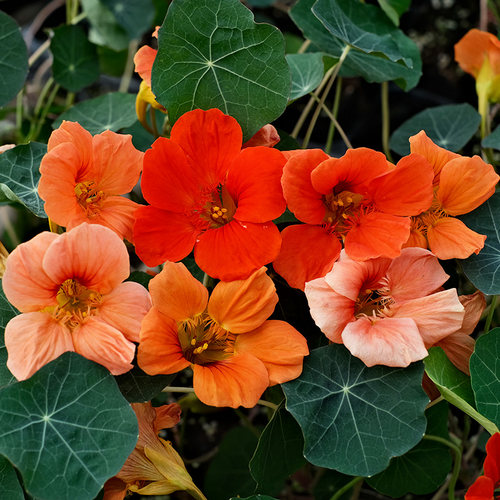 旱金莲花苗幼苗种子苗阿拉斯加垂吊重瓣花叶大苗阳台庭院盆栽冬季 - 图2