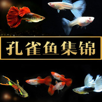 Peacock Fish Boutique Living Specs Small Freshwater Good Breeder Resistant Alive Tropical Anchovies Big Ears Full Red