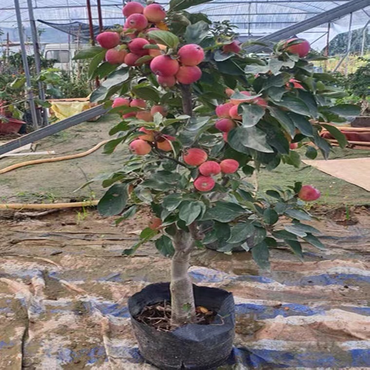 耐寒果树鸡心果小苹果树苗海棠果花红果树冬红果树苗南北方种植 - 图2