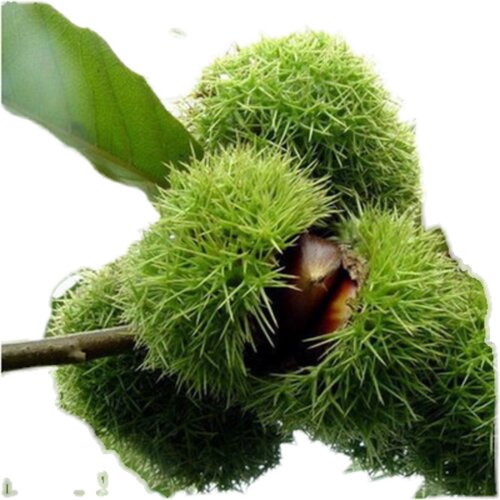 果树苗板栗树苗南方北方种植当年结果庭院果树苗盆栽地栽板栗苗 - 图3