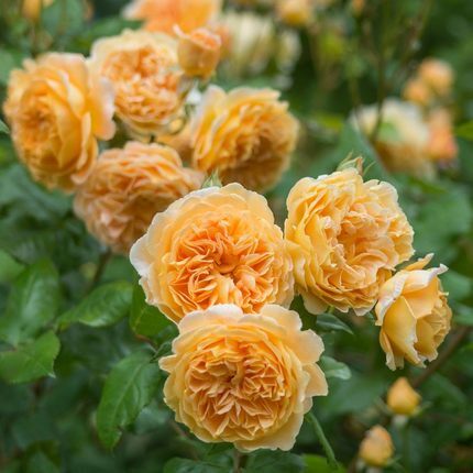 藤本月季花苗特大花庭院浓香爬藤花盆栽地栽花卉开花玫瑰花苗 - 图1