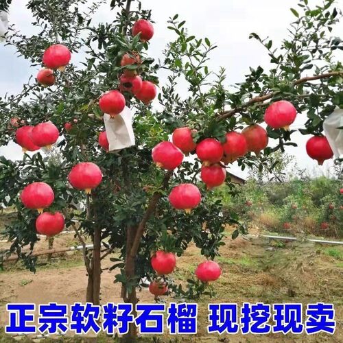 石榴树苗突尼斯软籽特大石榴树苗庭院南方北方种植当年结果果树苗 - 图1