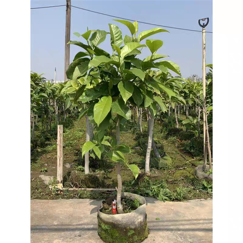 白兰花玉兰盆栽地栽树苗四季浓香型花卉植物室内外阳台庭院绿植 - 图0