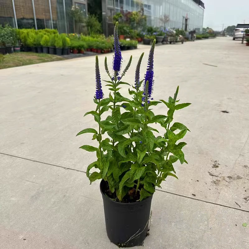 穗花婆婆纳盆栽蓝色多年生庭院阳台宿根花卉耐热耐寒易花镜植物-图3