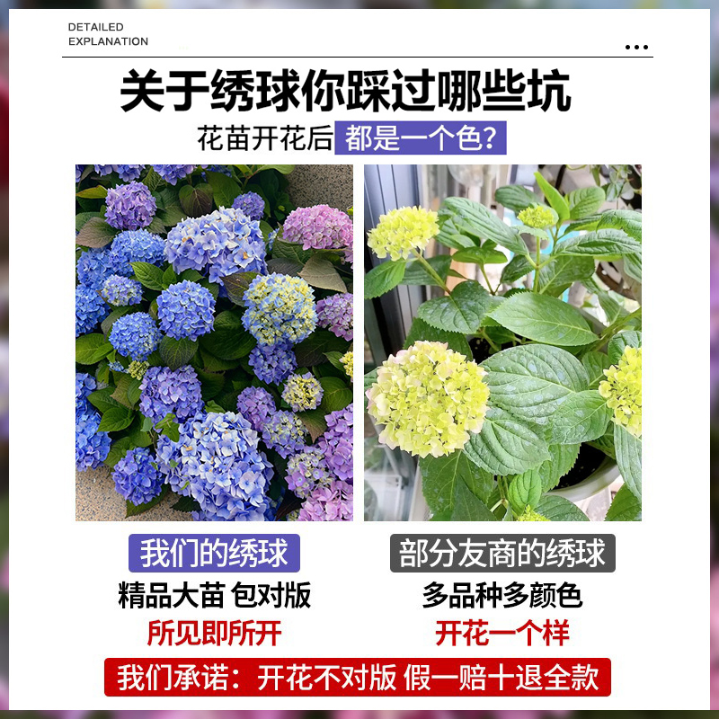 绣球花苗无尽夏盆栽带花特大老桩室内阳台庭院四季开花卉绿植植物 - 图1