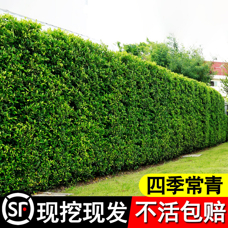 北海道黄杨冬青树苗四季常青法国直立庭院绿篱植物围墙篱笆墙绿植-图0