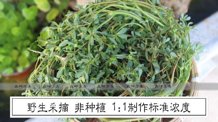 铜锅马齿苋纯露喷雾舒缓滋润精油爽肤水白嫩花水 两瓶包邮 250ml 铜锅马齿苋纯露喷雾舒缓滋润精油爽肤水白嫩花水 两瓶包邮 250ml