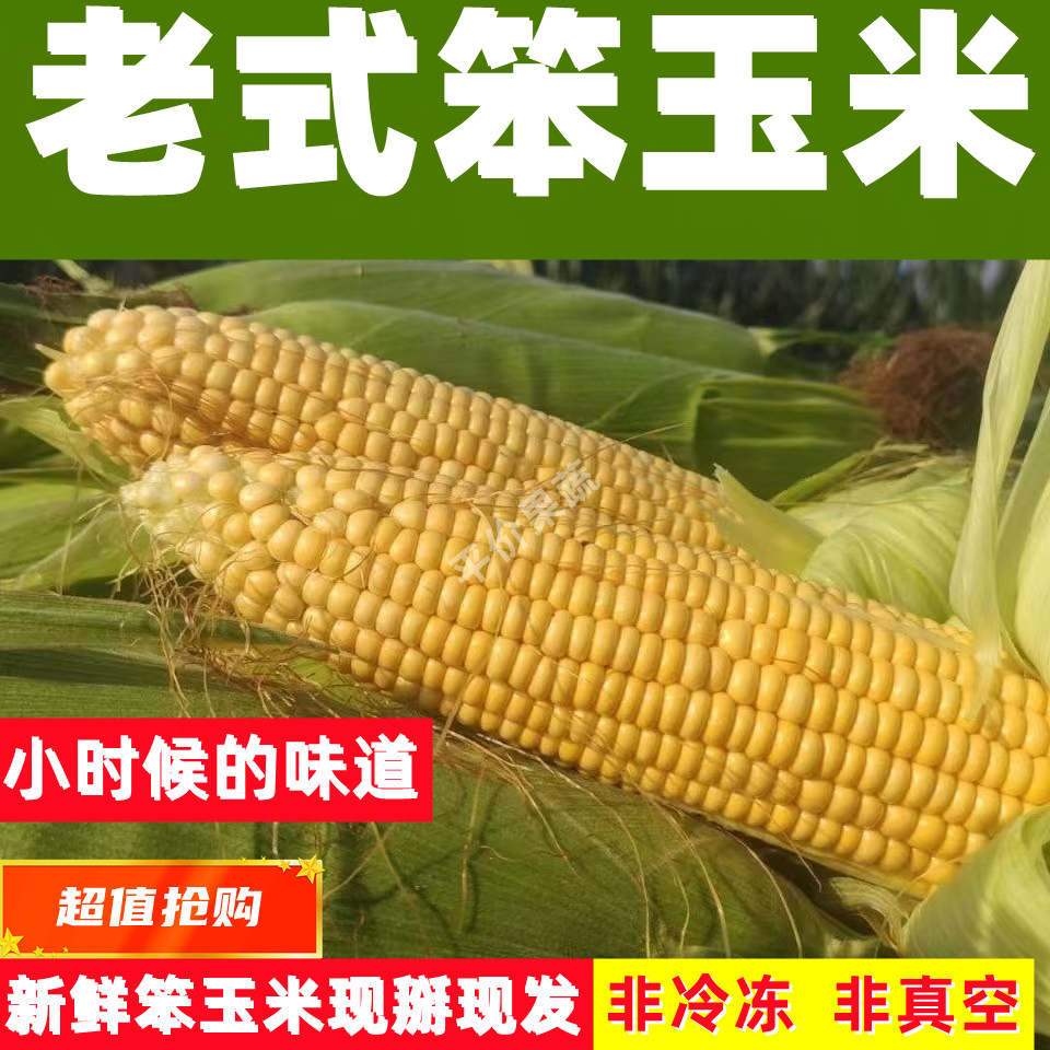 原生态农产品新鲜农家黄玉米老式笨玉米棒子现掰现发5斤非甜非糯