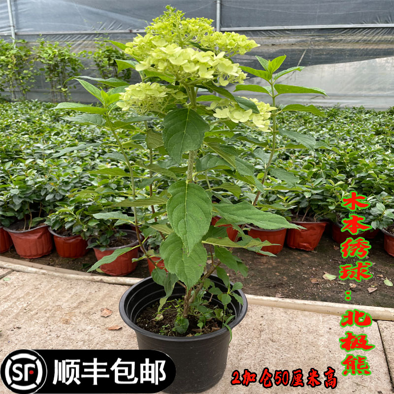 花苗北极熊盆栽地栽绿植阳台耐寒植物圆锥绣球特大花本木庭院花卉 - 图0