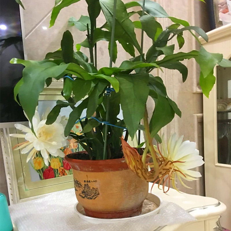 昙花花苗琼花花苗昙花一现只为韦陀绿植盆栽室内室外四季种植大花 - 图2