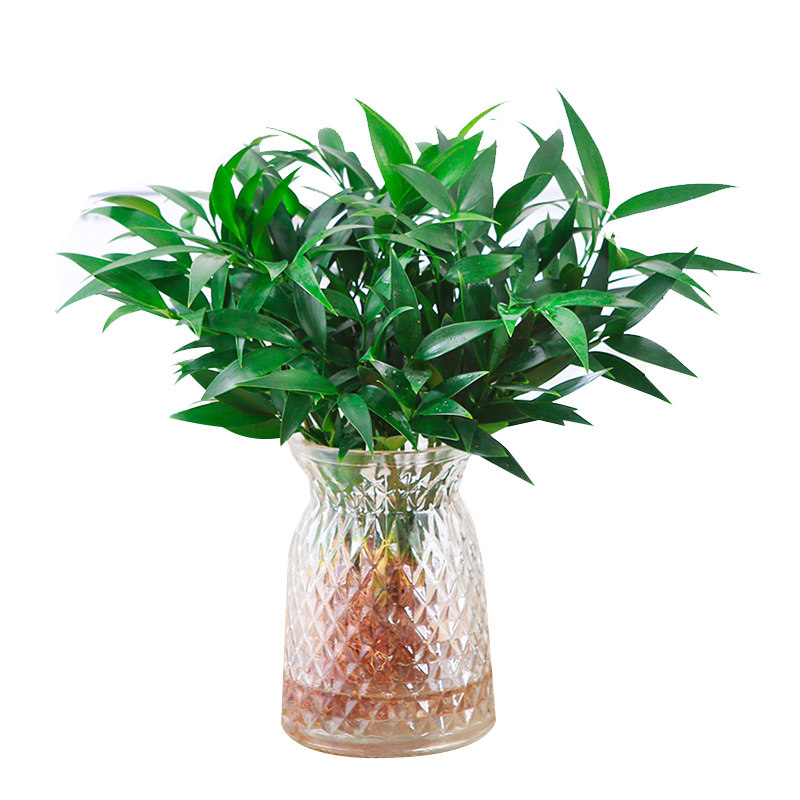 驱蚊竹柏水培室内观叶易养水养花卉绿植四季常青小盆栽办公室工位,淘宝优惠券,粉丝福利购,淘宝优惠卷