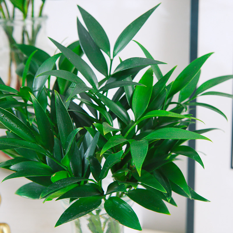 驱蚊竹柏水培室内观叶易养水养花卉绿植四季常青小盆栽办公室工位,淘宝优惠券,粉丝福利购,淘宝优惠卷