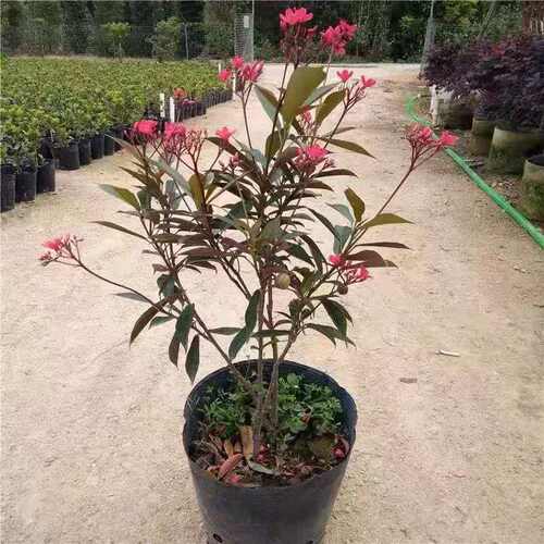 包邮四季开花琴叶珊瑚易活植物日日樱花朵似樱花庭院阳台四季常绿 - 图0