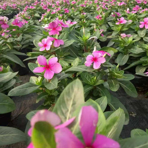 长春花盆栽 五叶梅花苗 四季梅日日春盆栽绿植四季带花发货包邮 - 图2