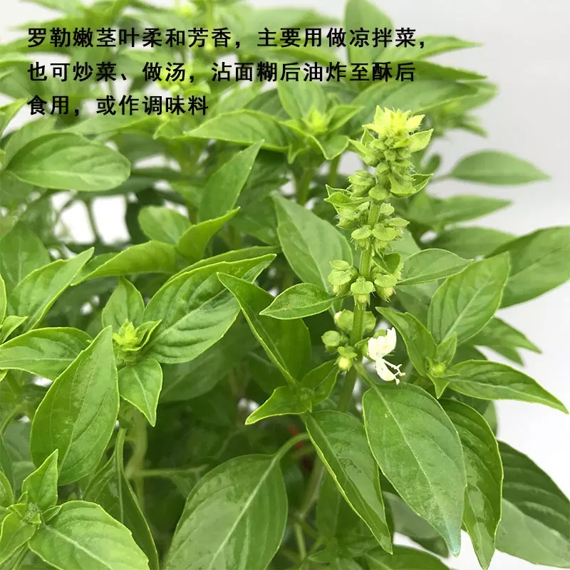 金不换食用植物九层塔盆栽金不换苗鱼香草盆栽 食用香草 西餐料理 - 图1