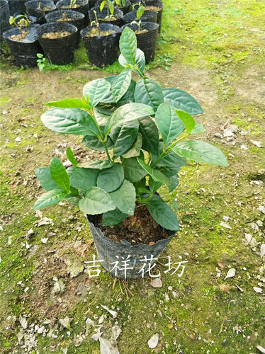 包邮带花发货 珠兰金粟兰鱼子兰鸡爪兰 姿态优美庭院阳台盆栽植物 - 图3