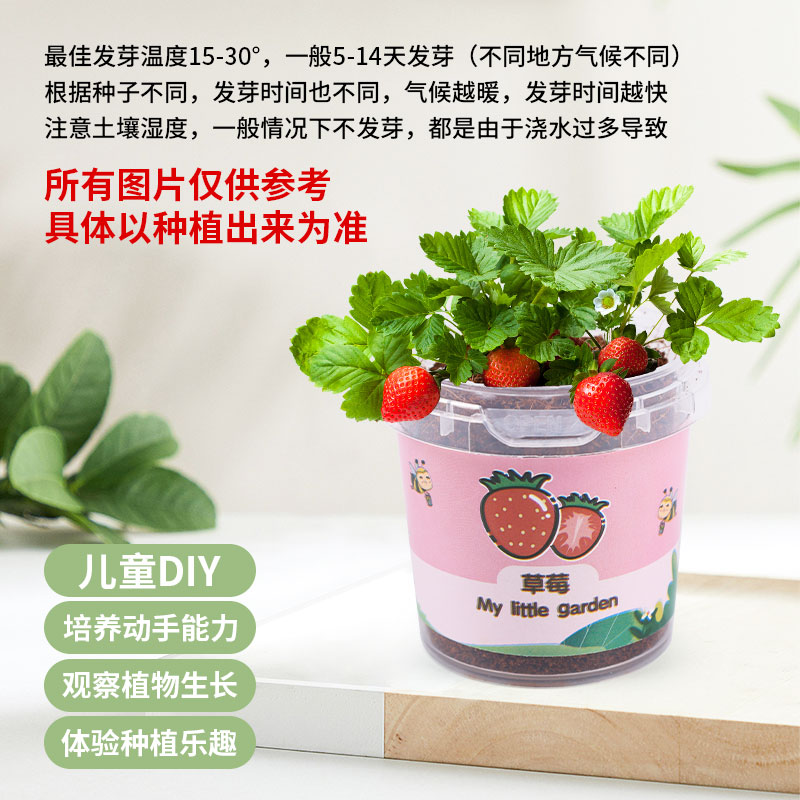 儿童种植小盆栽向日葵幼儿园观察植物生长小学生创意diy礼物迷你 - 图1