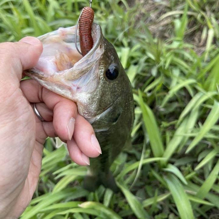 DUO浮水棒棒虫Wriggle ND SLIM3寸日本进口黑坑内德鲈鱼面条虫,淘宝优惠券,粉丝福利购,淘宝优惠卷