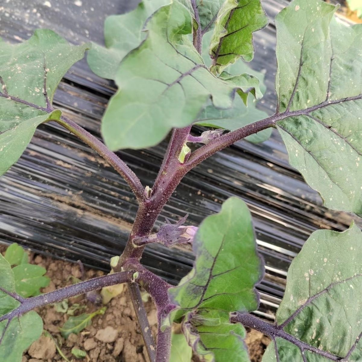 圆茄子苗秧苗子嫁接圆茄大龙长茄紫黑杭茄线茄青水小茄子四季盆栽 - 图3