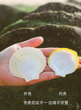 天然贝壳日月贝超薄盘子鱼缸造景儿童diy海洋创意装饰品粉丝扇贝