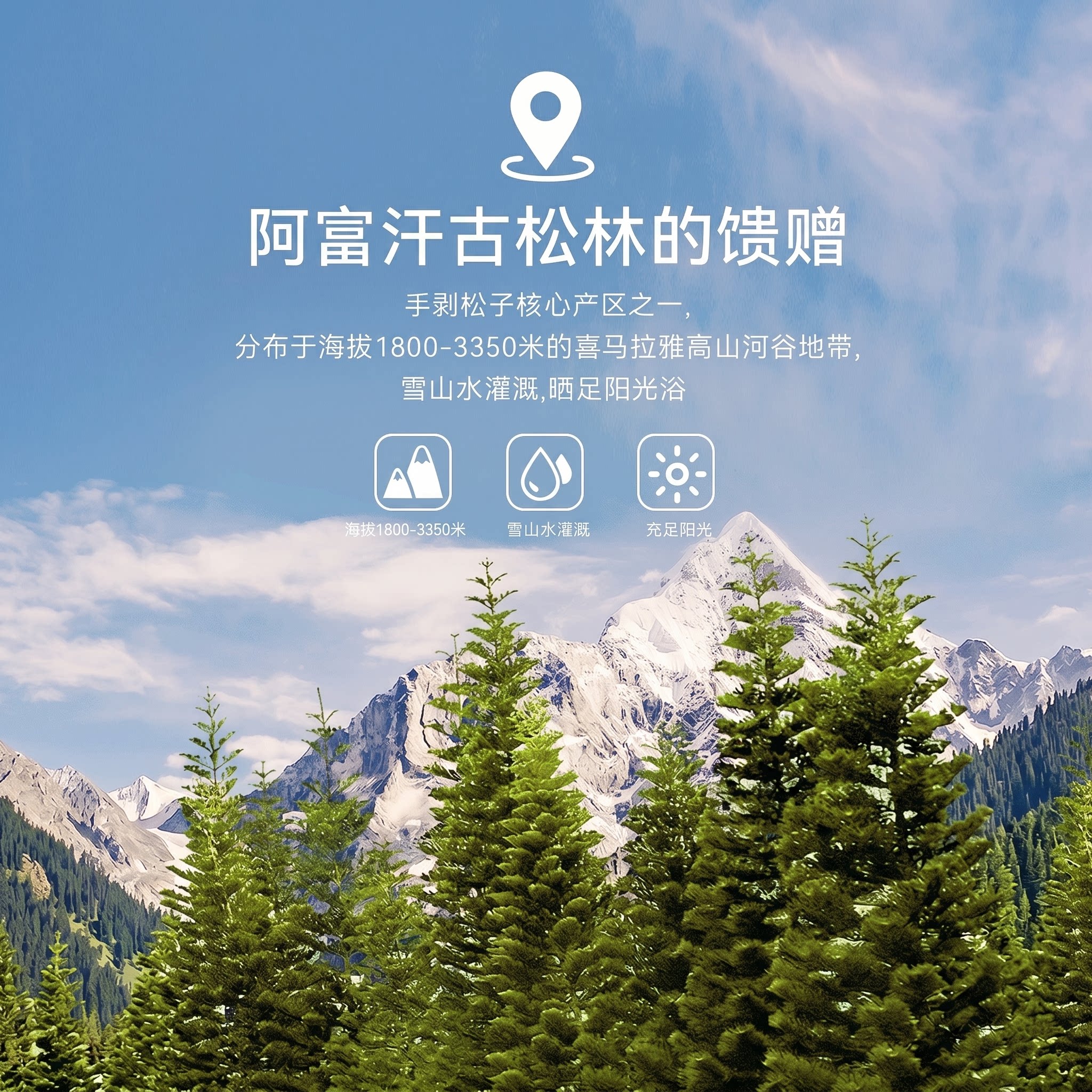 巴西松子2025年新货特大颗粒特级手剥巴基斯坦阿富汗坚果零食囤货