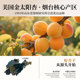 Seedless dried red apricots 500g sweet and sour dried Xinjiang apricots