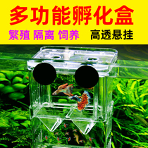 Xinjiang fish tank isolation box peacock fish hatchbox tropical fish small fish juvenile fish hatchbox big number breeding box