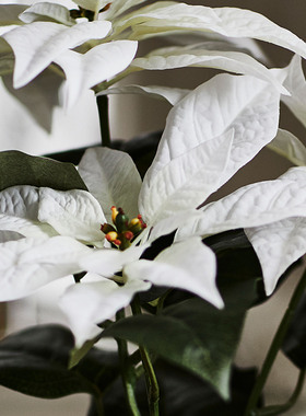IKEA宜家 云芬特人造盆栽植物 白色一品红仿真植物装饰植物绿植