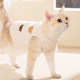 猫咪衣服冬季保暖绒衣防掉毛居家服德文猫小猫背心秋冬款马甲毛衣