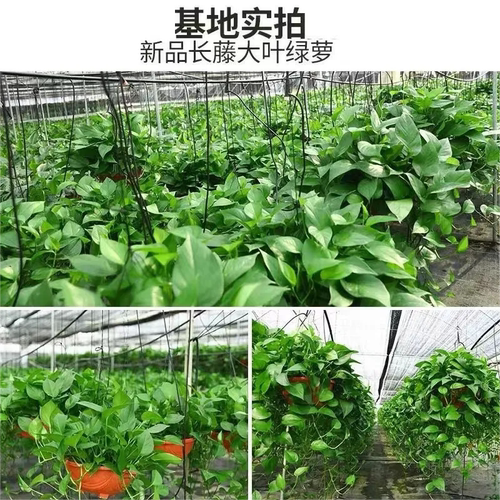 绿萝盆栽室内新房家用客厅绿植水培长藤大叶植物花卉盆栽绿箩好养 - 图2