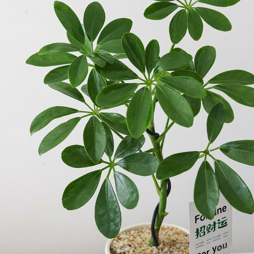 鸭掌木盆栽室内客厅植物办公室桌面懒人好养花卉四季常青绿植盆景 - 图2
