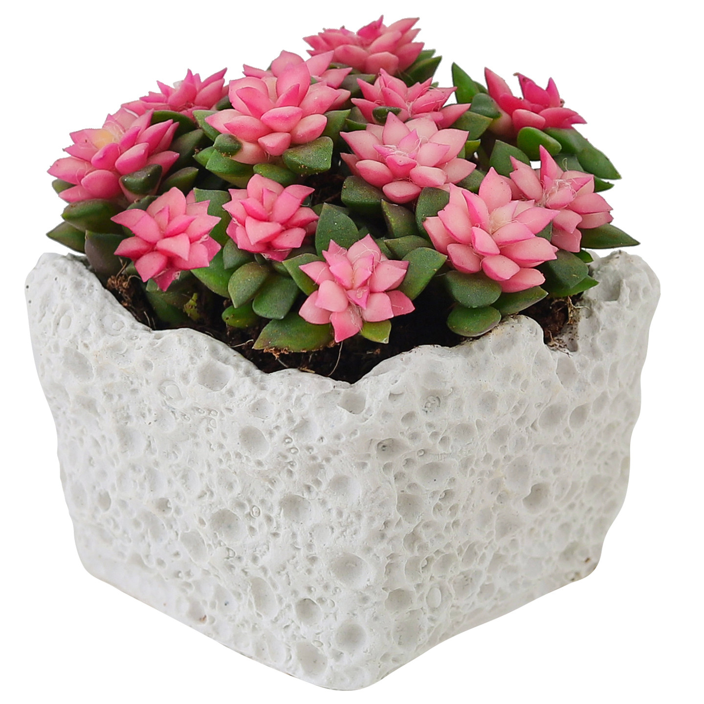 吹雪之松多肉植物粉色肉肉桌面阳台好养新手绿植室内花卉盆栽礼物,淘宝优惠券,粉丝福利购,淘宝优惠卷